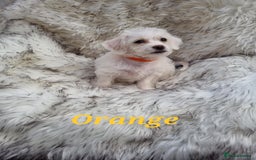 Zuchon dogs for sale: Bichon Frise puppy for sale  - Image 4