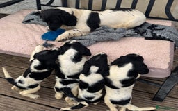 English Springer Spaniel dogs for sale: KC Calm English Springer Spaniel Puppies - Image 8