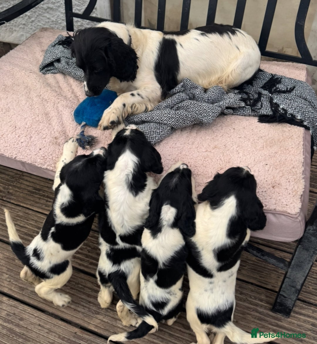 English Springer Spaniel dogs for sale: KC Calm English Springer Spaniel Puppies - Image 8