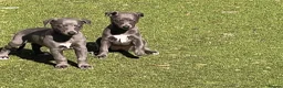 Whippet dogs for sale: Whippets  - Advert 20