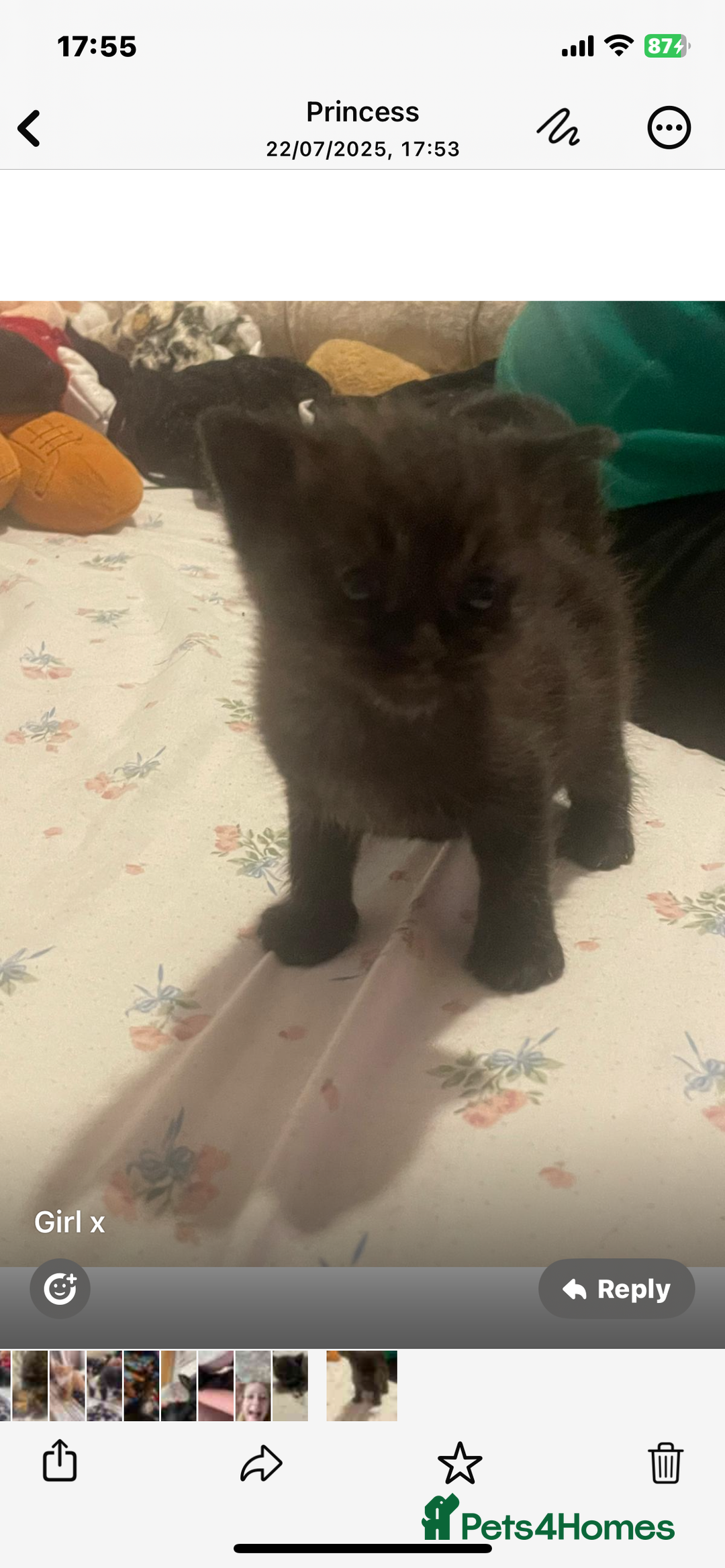 Domestic Shorthair cats for sale: Kittens  - Image 2