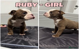 Olde English Bulldogge dogs for sale: Old English bulldog pups { READY TO LEAVE} - Image 2