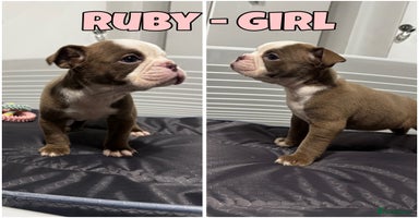 Olde English Bulldogge dogs - Advert 12