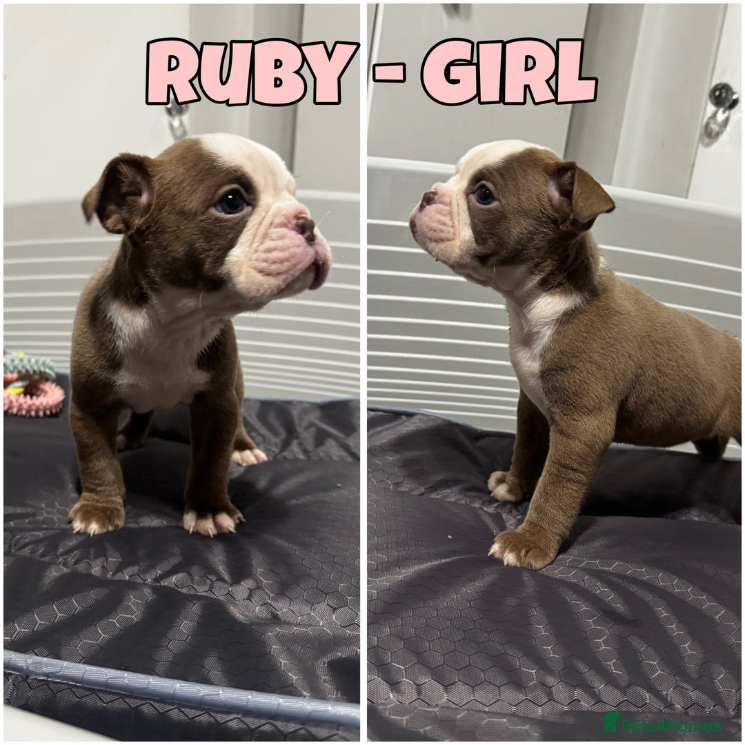 Olde English Bulldogge dogs for sale: Old English bulldog pups { READY TO LEAVE} - Image 2