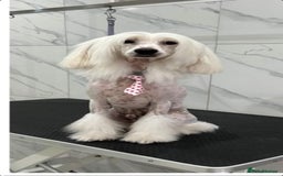 Chinese Crested dogs for stud: Mr stanley STUD ONLY KC REGISTERED  in Swindon - Image 4