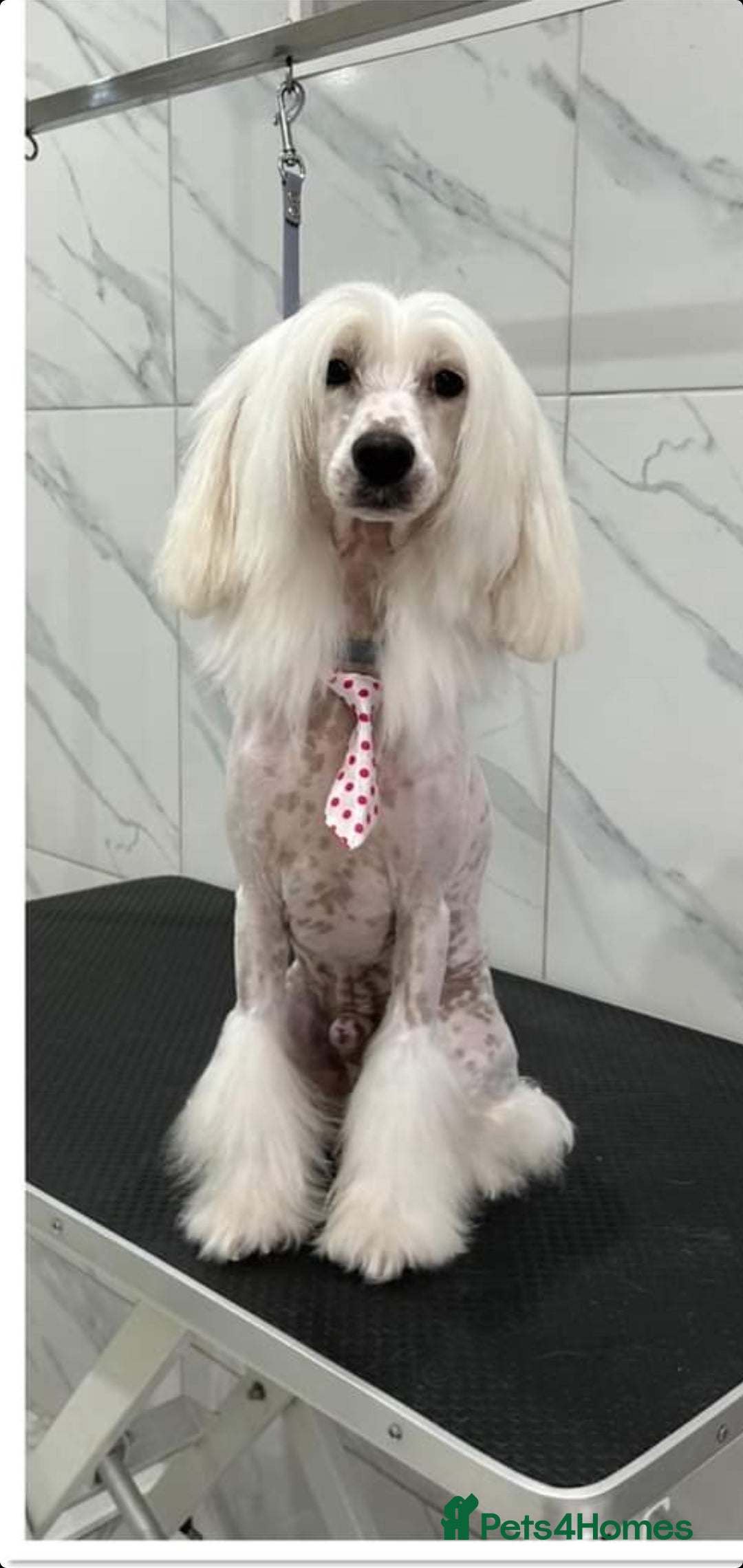 Chinese Crested dogs for stud: Mr stanley STUD ONLY KC REGISTERED  in Swindon - Image 4
