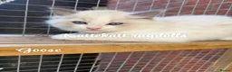 Ragdoll cats for sale: *Stunning colours. TICA registered. Extra fluffy* - Advert 12