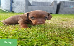 Dachshund dogs for sale: READY NOW Dachshund Puppies - Image 16