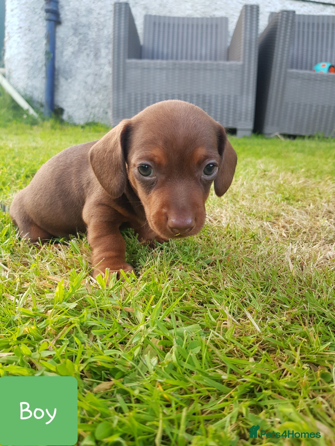 Dachshund dogs for sale: READY NOW Dachshund Puppies - Image 16