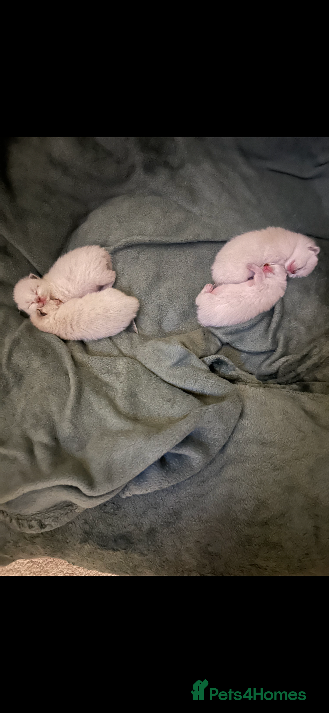 Ragdoll cats for sale: 4 beautiful pure ragdoll kittens  - Image 12