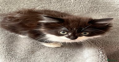 Mixed Breed cats - Advert 6