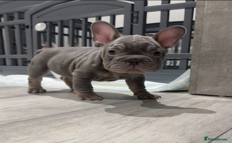 French Bulldog dogs - Advert 1