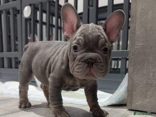 French Bulldog dogs - Advert 23