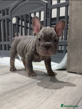 French Bulldog dogs - Advert 1