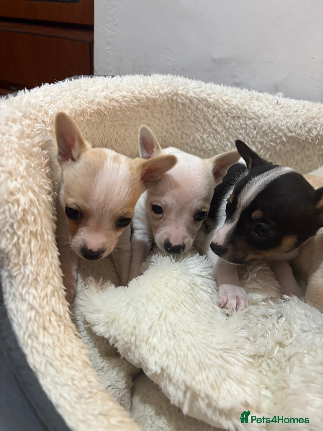 Mixed Breed dogs for sale: Adorable Jack Russel x Chihuahua puppies  - Advert 11