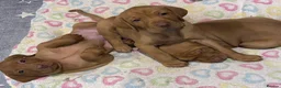 Hungarian Vizsla dogs for sale: Hookside Hungarian Viszla Puppies - Advert 22