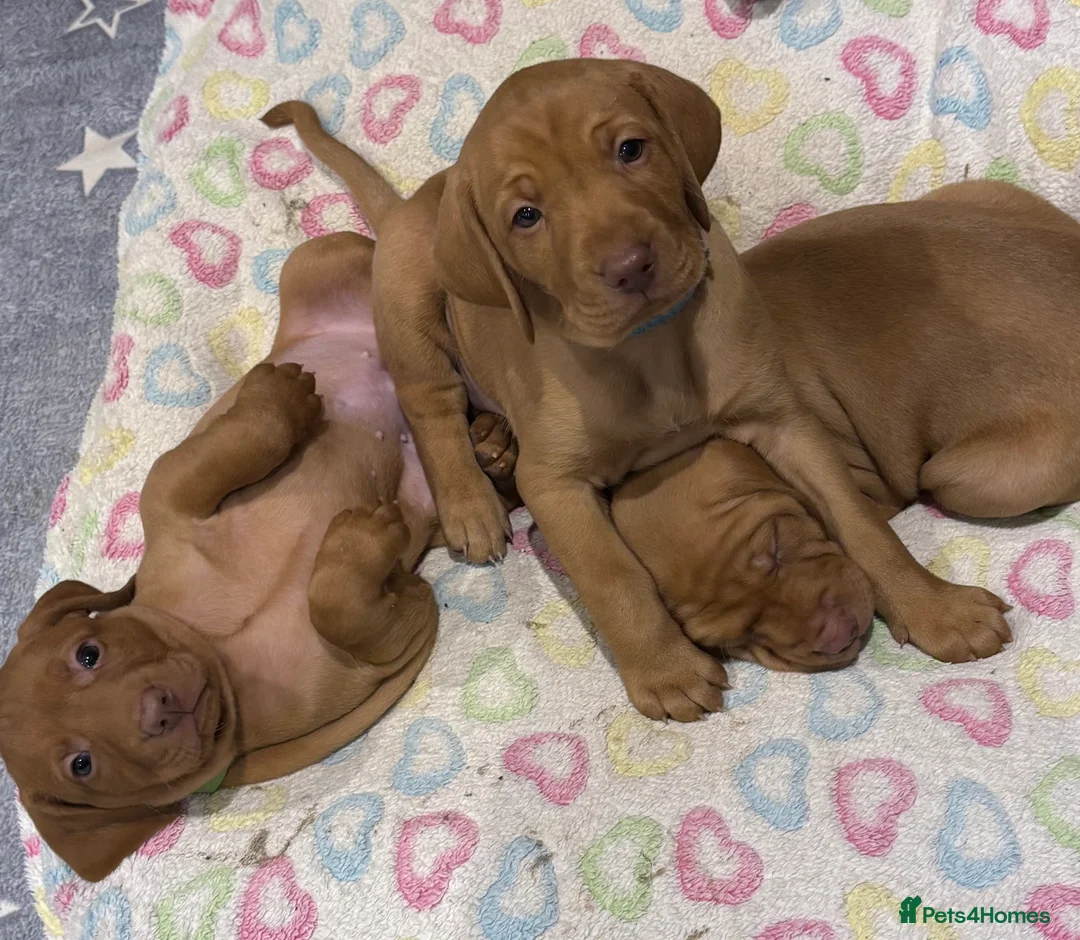 Hungarian Vizsla dogs for sale: Hookside Hungarian Viszla Puppies - Advert 22