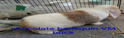 Mini Lop rabbits for sale: Pure bred minilops - Advert 6