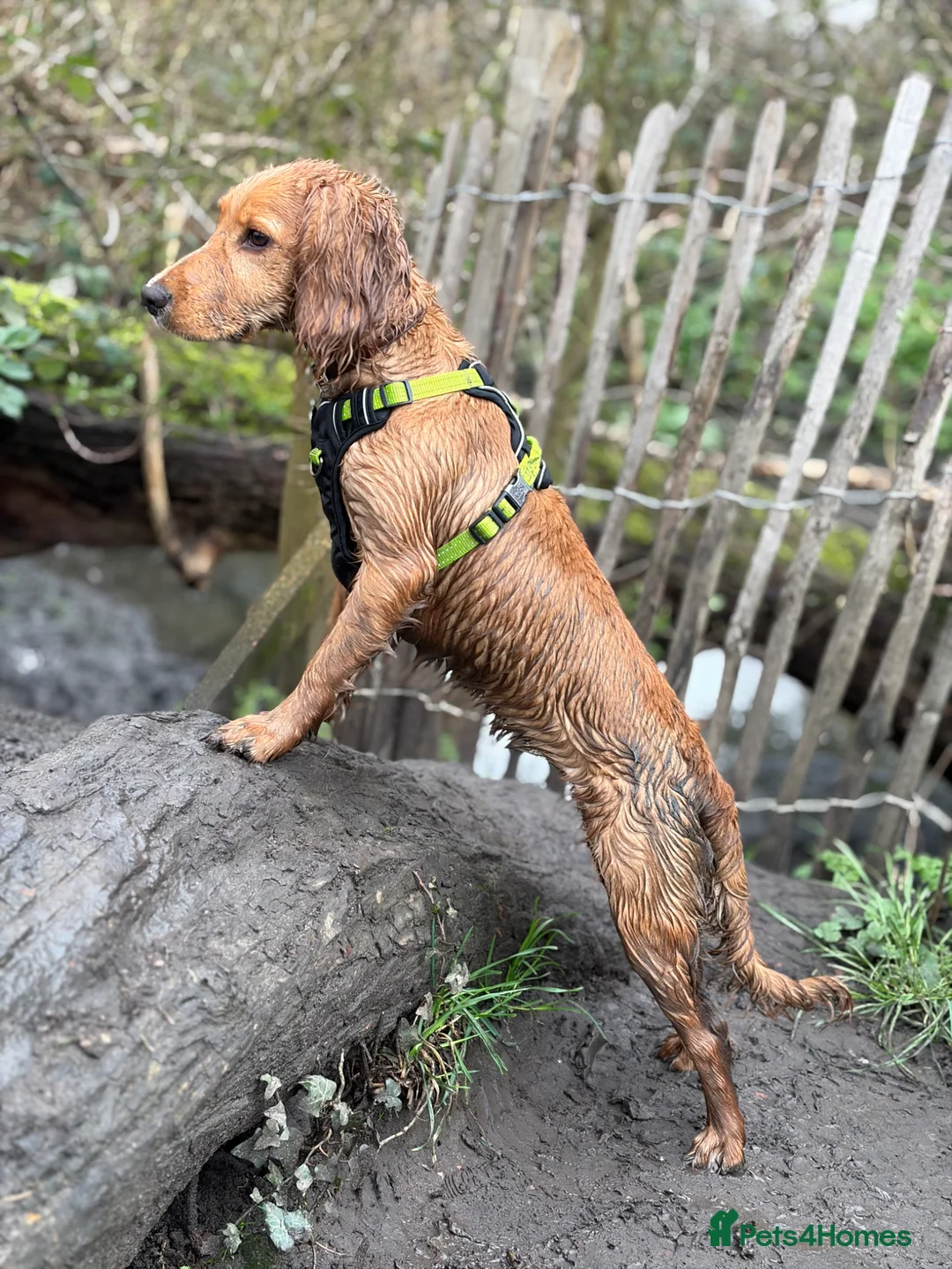 Cocker Spaniel dogs for sale: 8 month working cocker girl in London - Advert 3