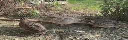 Quail poultry for sale: Courtnix quails in Ipswich - Advert 5