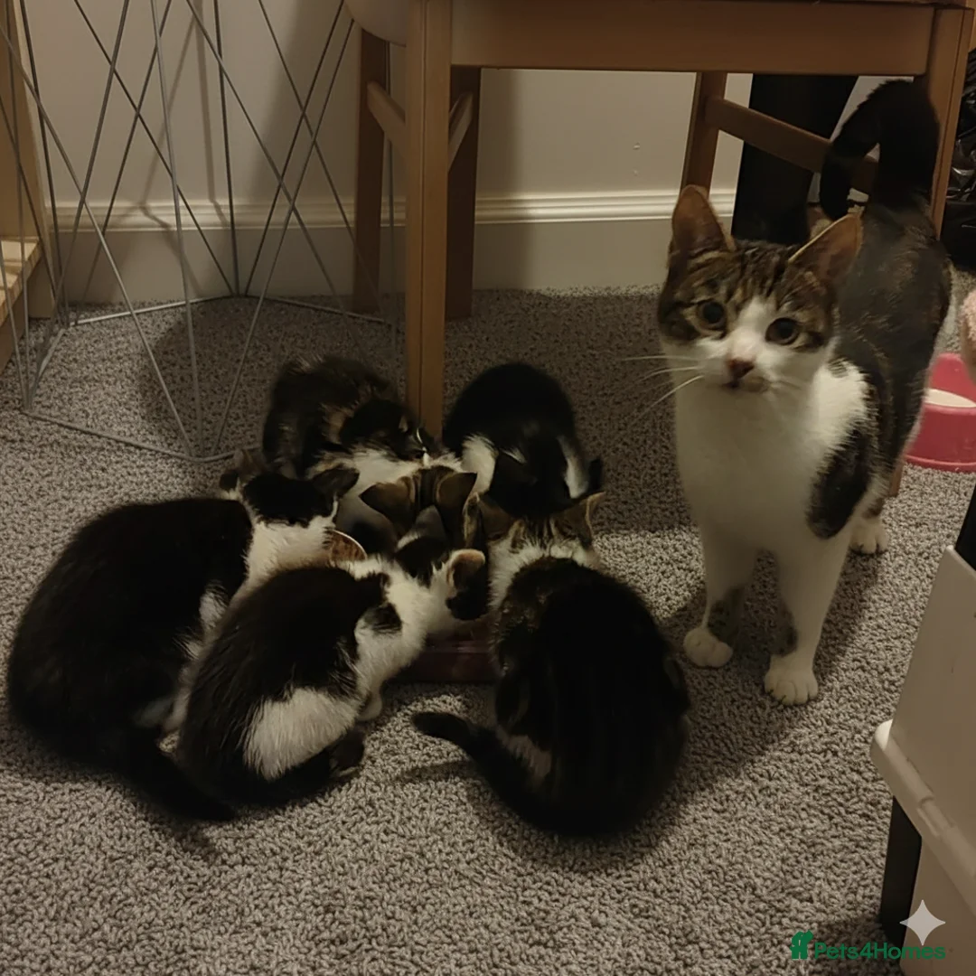 Mixed Breed cats for sale: Kittens for sale - Advert 9