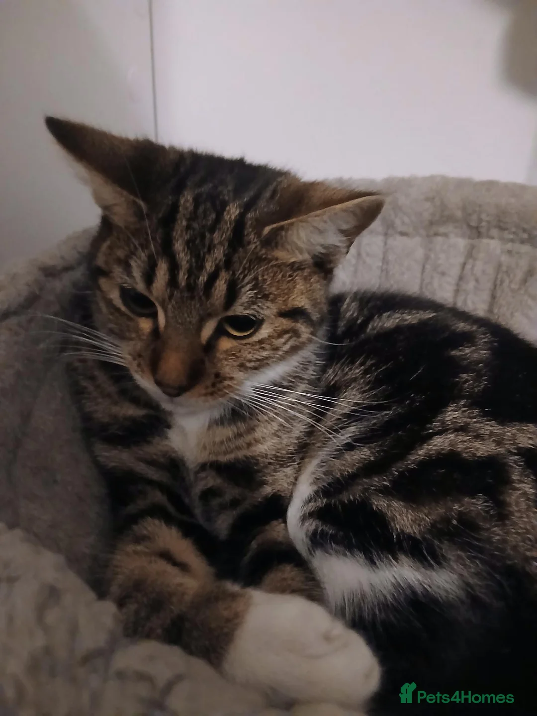 British Shorthair cats for sale: British short haired  - Advert 2