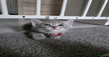 Mixed Breed cats - Advert 14