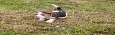Beagle 3