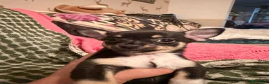 Chorkie 4