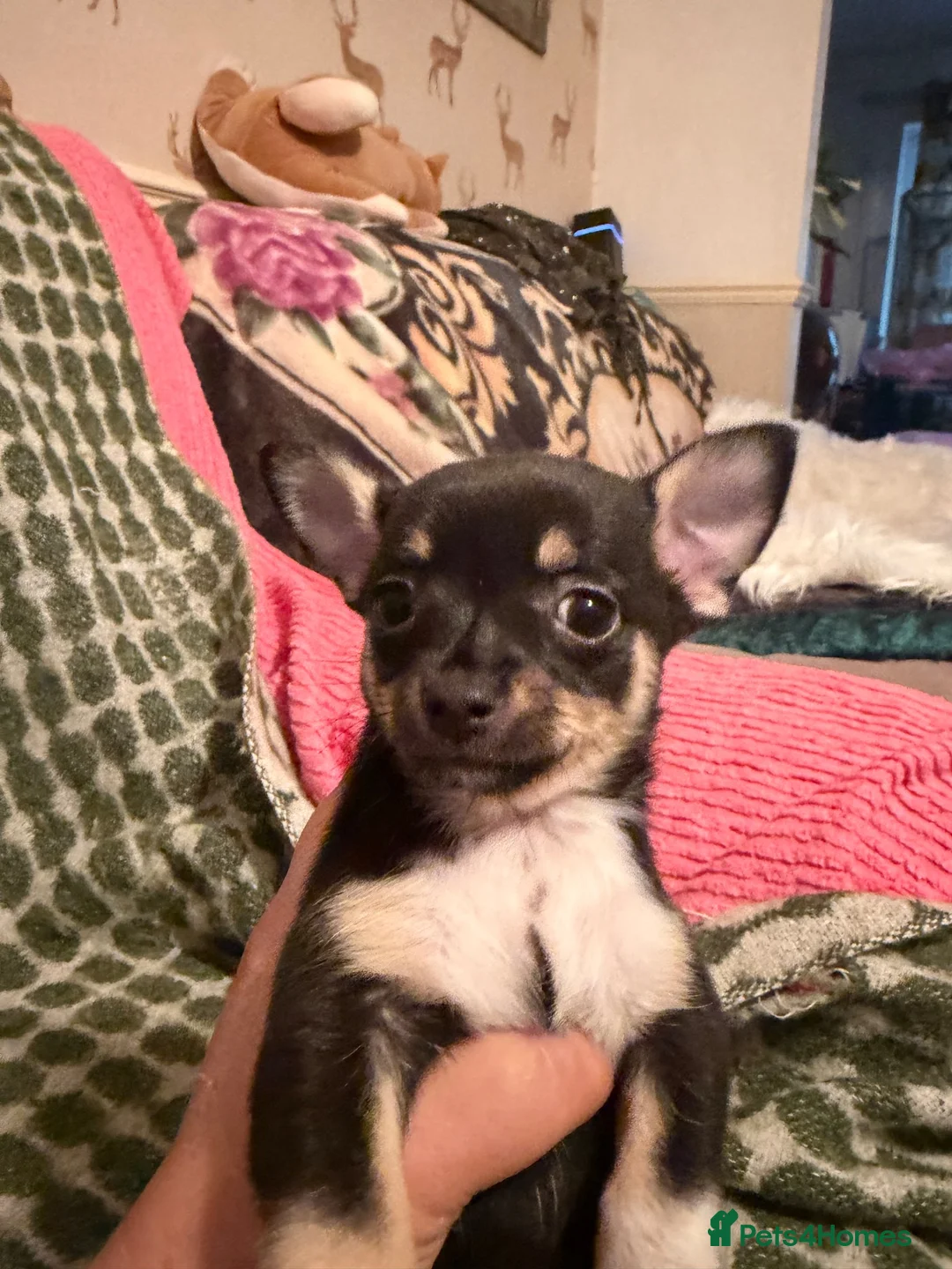 Chorkie dogs for sale: Chihuahua x yorkie - Advert 2