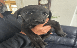 Labrador Retriever dogs for sale: Beautiful Labrador Puppies (4 boys 4 girls) in Wishaw - Image 7