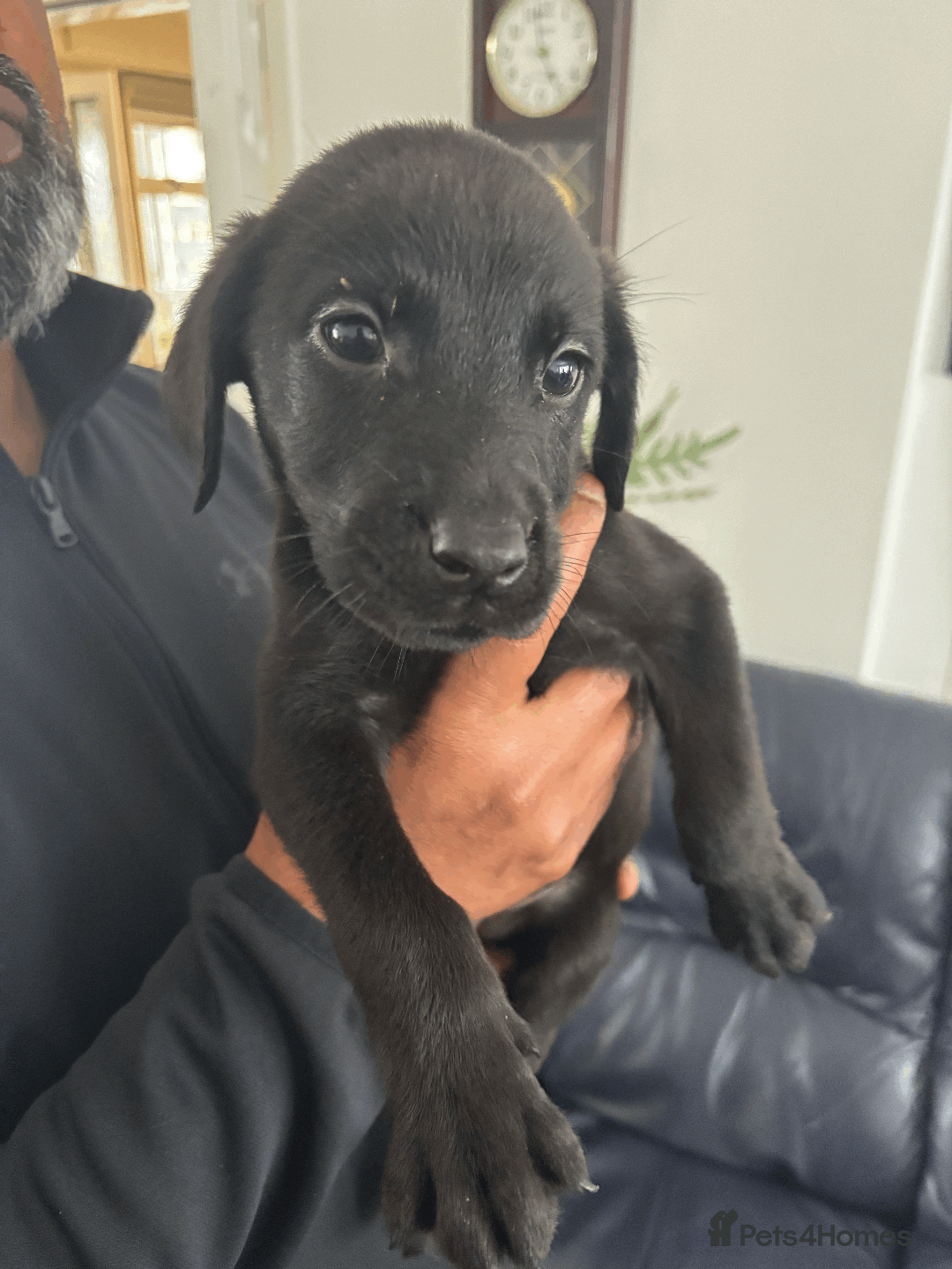 Labrador Retriever dogs for sale: Beautiful Labrador Puppies (4 boys 4 girls) in Wishaw - Image 7