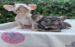 French Bulldog dogs for sale: 🐶 Adorable French Bulldog Puppies - Image 13