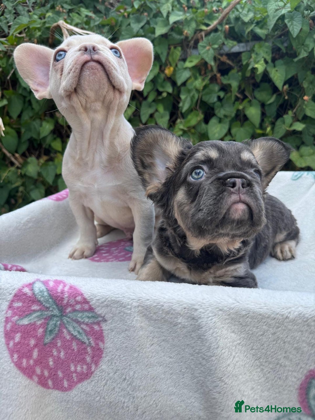 French Bulldog dogs for sale: 🐶 Adorable French Bulldog Puppies - Image 13