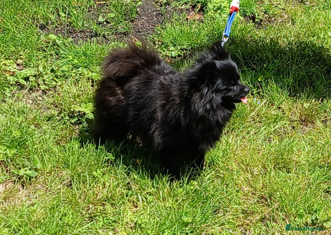 German Spitz dogs for sale: German Spitz Bitch - Image 2