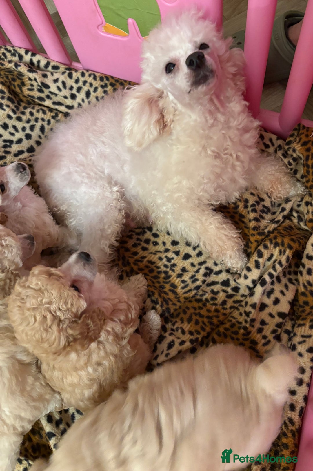 Toy Poodle dogs for sale: KC Registered Toy Poodle Puppies - Advert 2