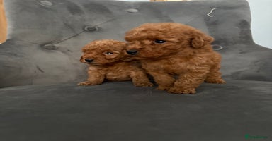 Miniature Poodle dogs - Advert 11