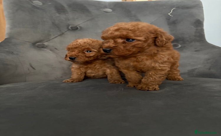 Miniature Poodle dogs - Advert 1