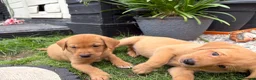 Labrador Retriever dogs for sale: KC registered. Ready to leave 3rd August 2026   - Advert 6