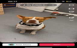 Mixed Breed dogs for sale: MALE FOR REHOMING - Image 11