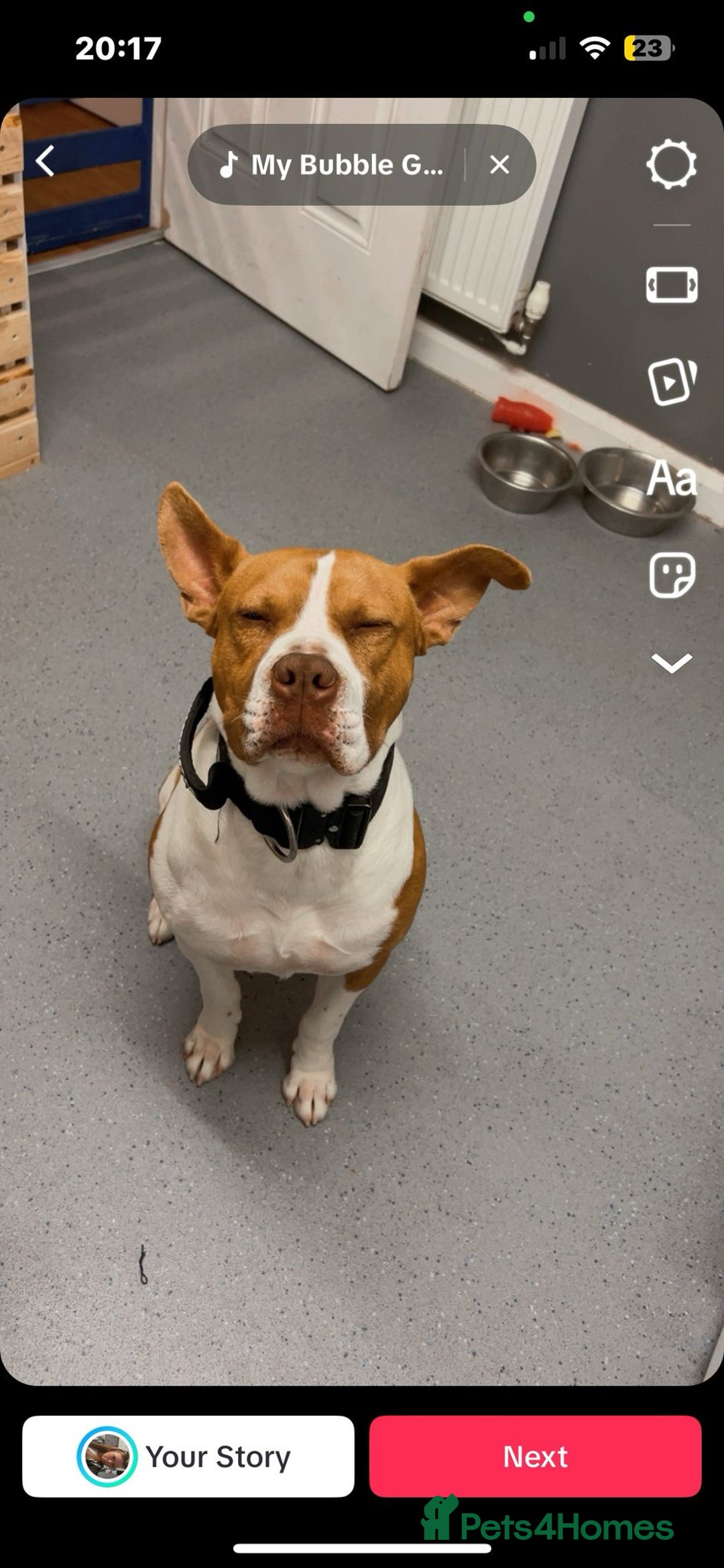 Mixed Breed dogs for sale: MALE FOR REHOMING - Image 11