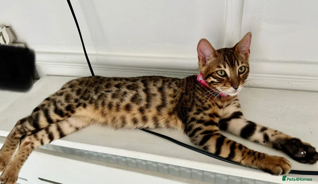 Bengal cats for sale: Pure bengal male for sale  - Advert 2