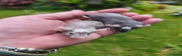 Mouse rodents for sale: Beautiful female mice available lots of colours - Advert 1
