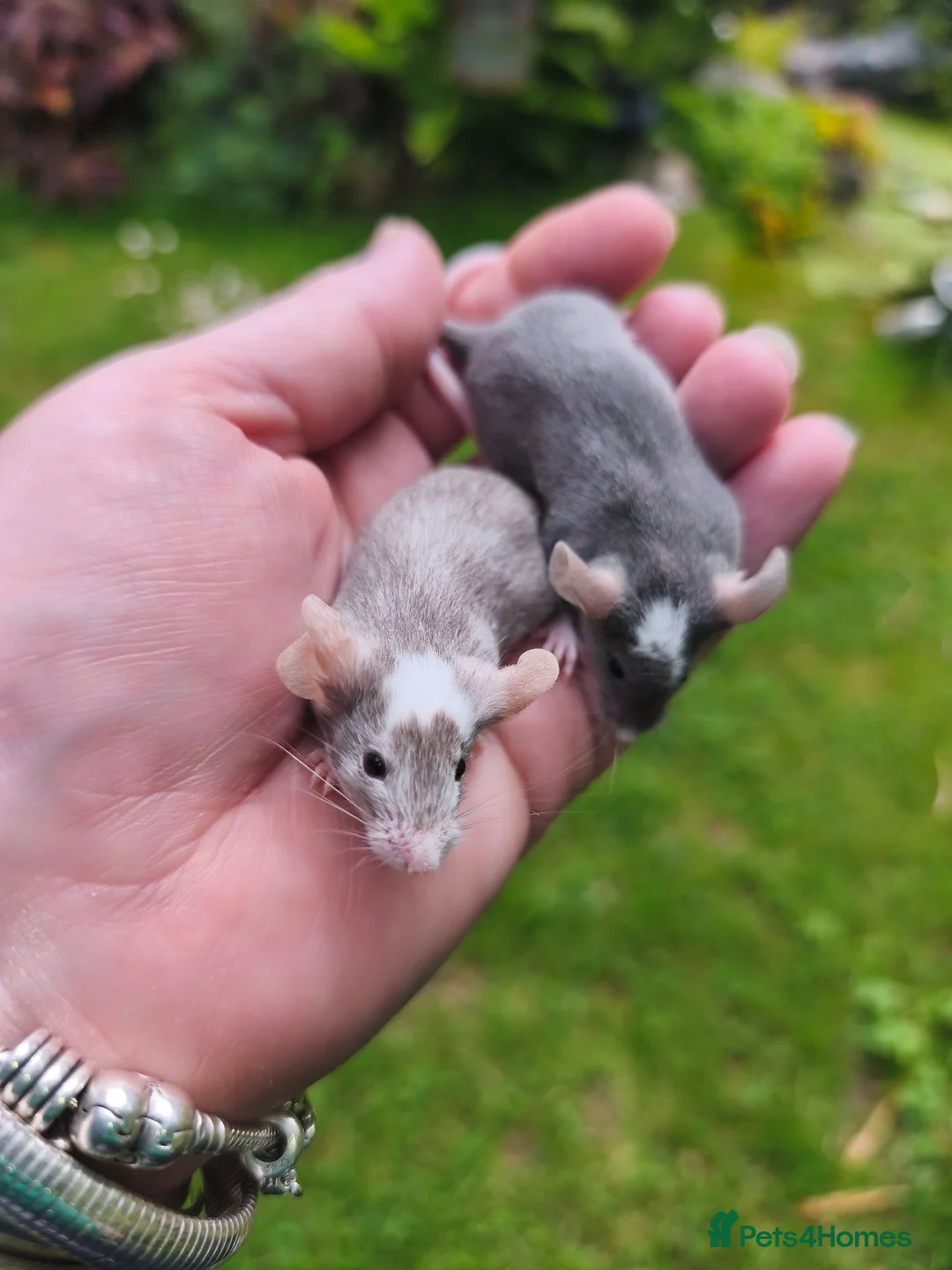 Mouse rodents for sale: Beautiful female mice available lots of colours - Advert 1