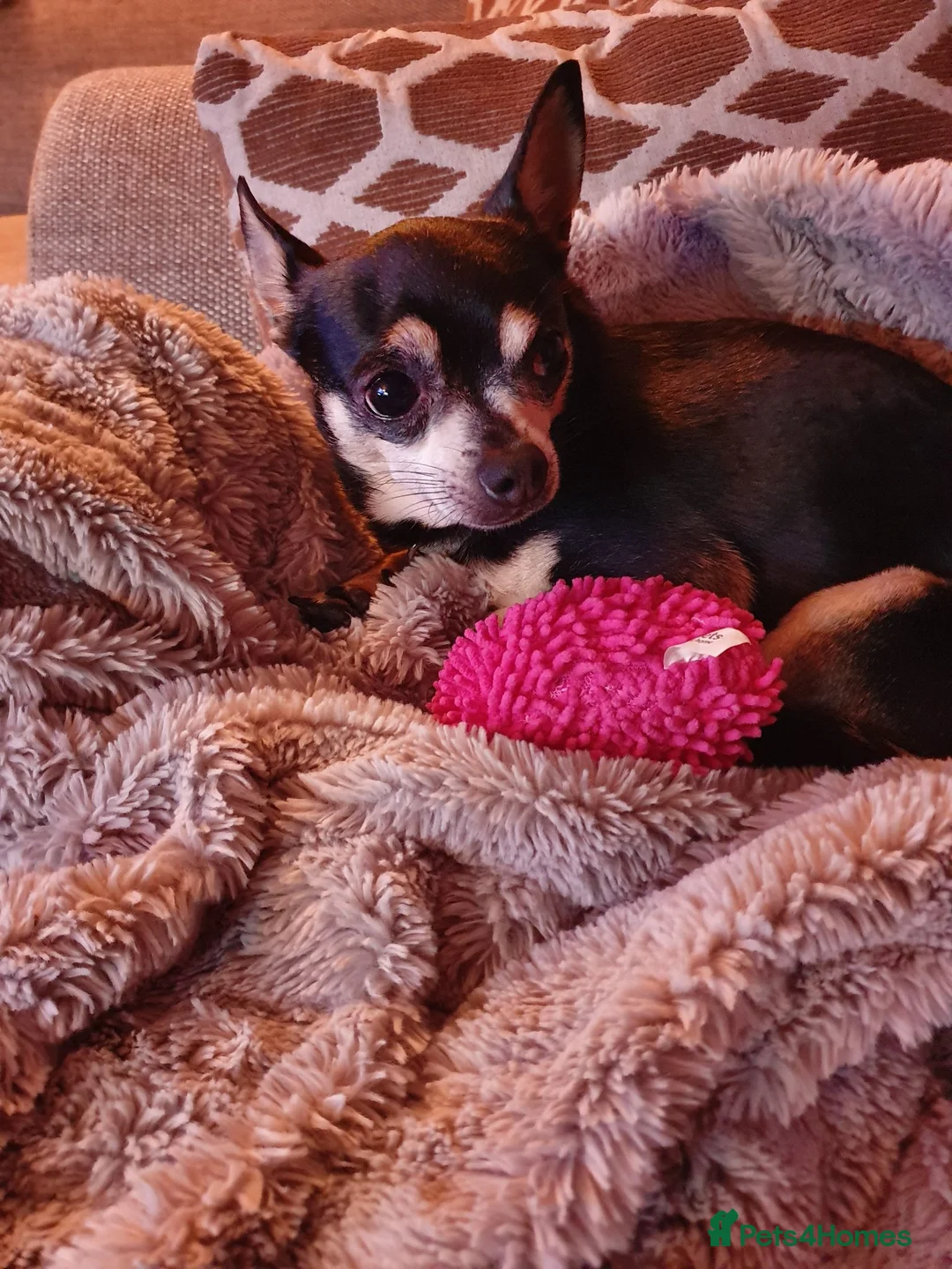 Chihuahua dogs for sale: Chihuahua for adoption in Harlow - Advert 9