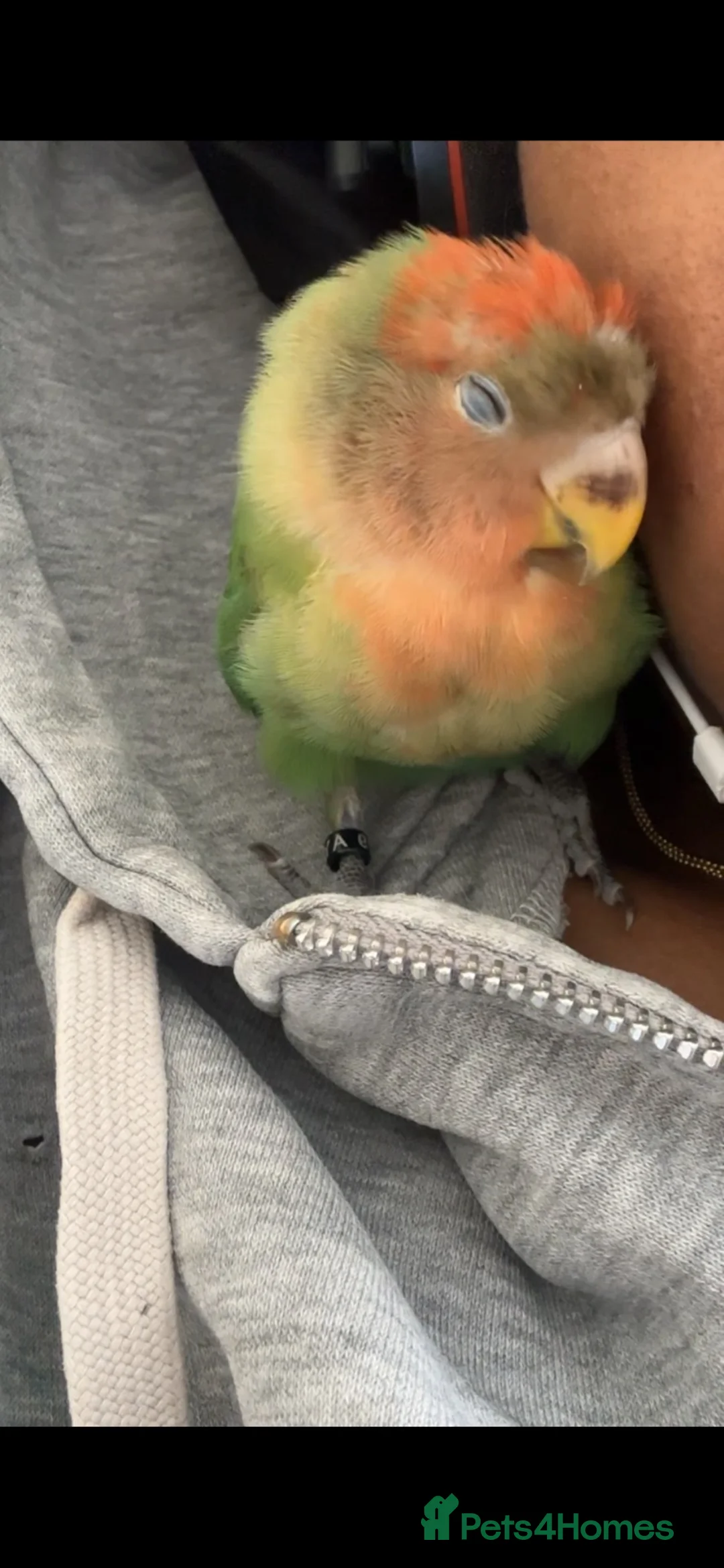 Lovebirds birds for sale: Handle friendly, peach face love bird for sale  - Advert 2