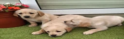 Goldador dogs for sale: Goldador Puppies  - Advert 8