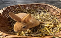 New Zealand rabbits for sale: New Zealand Red & White Rabbits - Image 10
