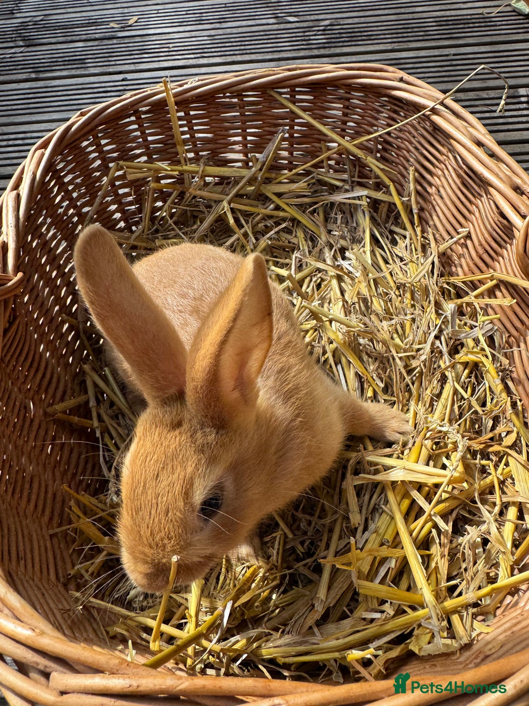 New Zealand rabbits for sale: New Zealand Red & White Rabbits - Image 10