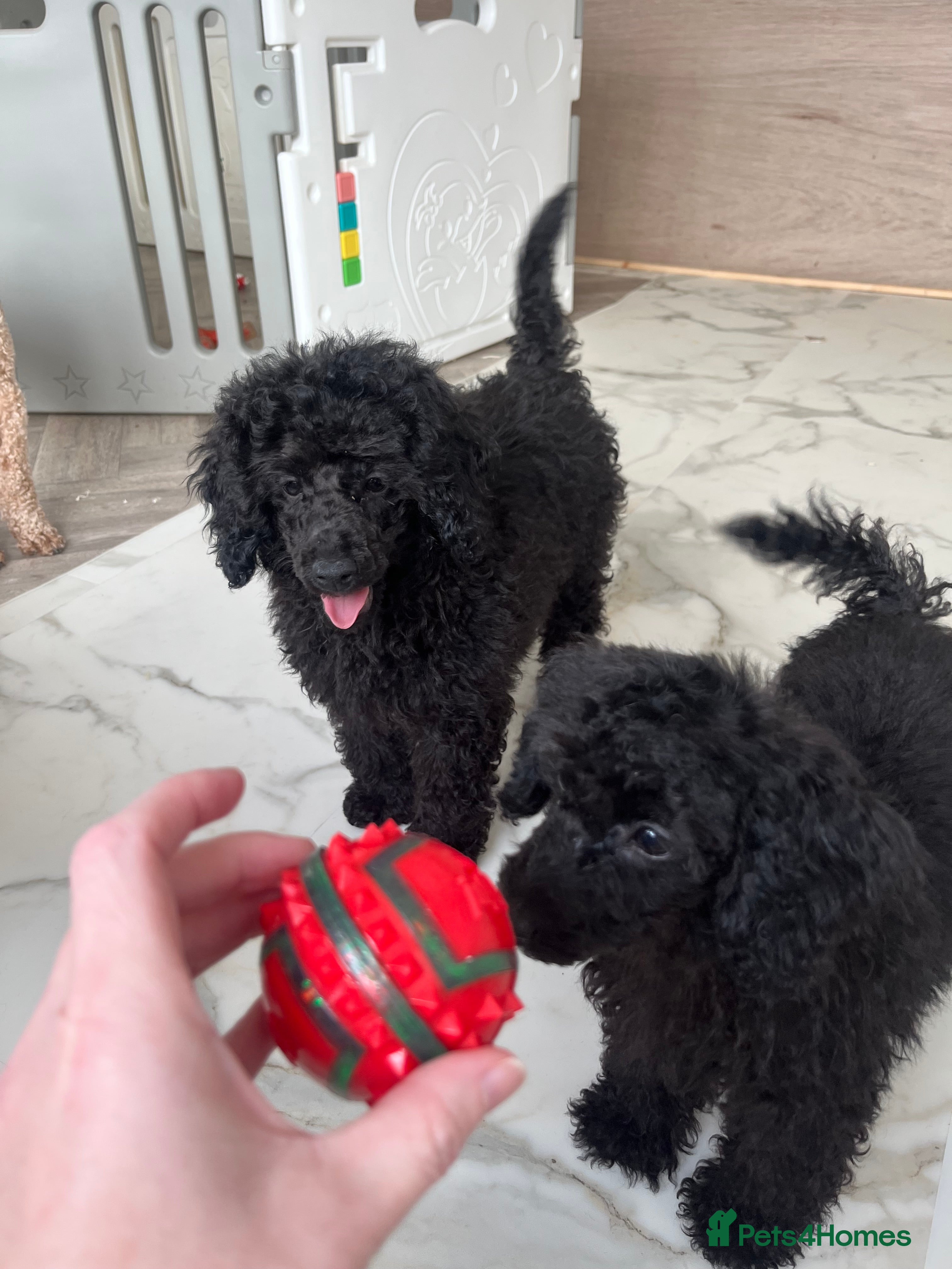 Miniature Poodle dogs Miniature Poodles!!! with 400 Health Tests!!! - Advert 3